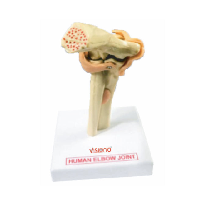 Elbow Joint