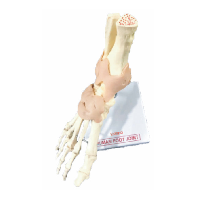 Foot Joint