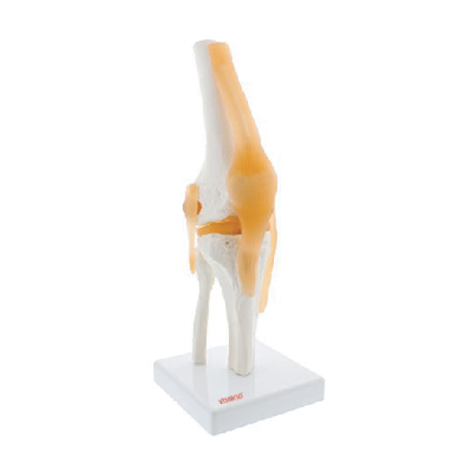 Knee Joint