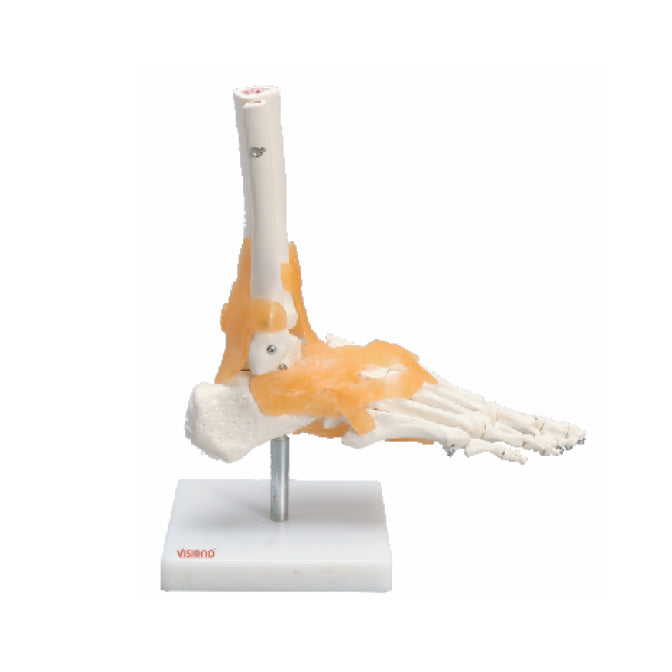 Ankle Joint