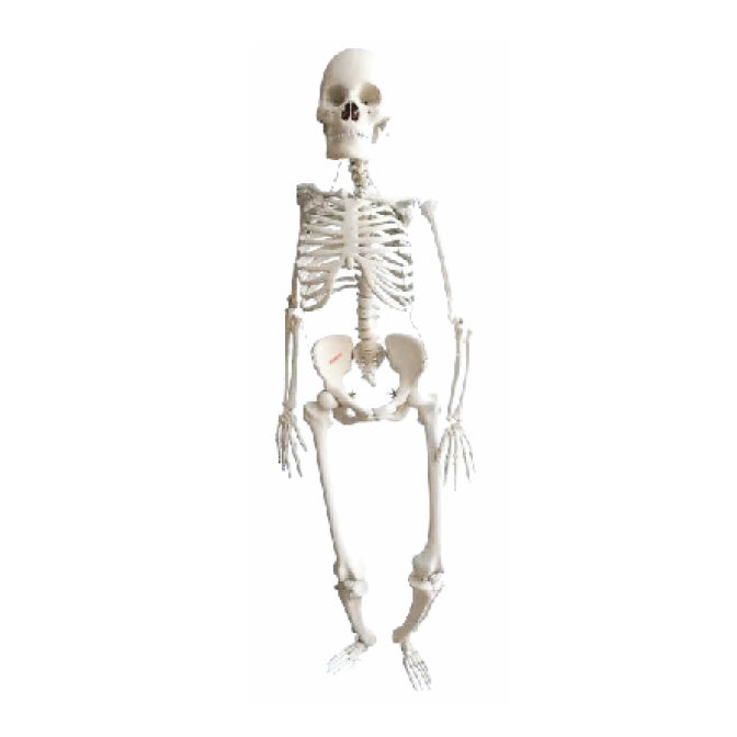 Human Skeleton