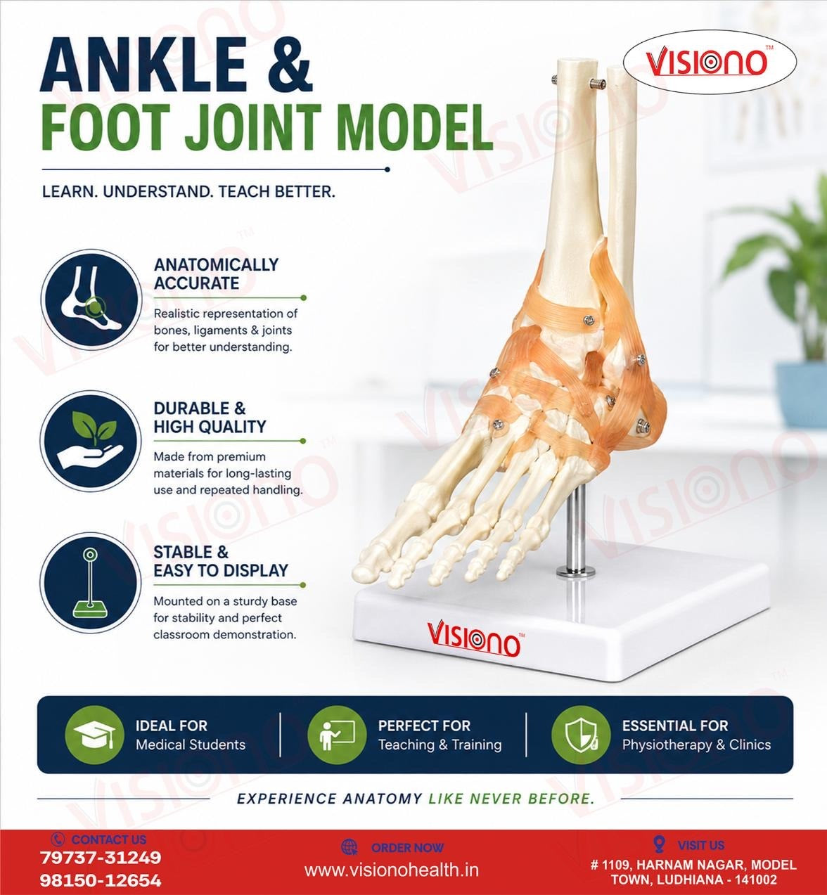 Ankle Joint