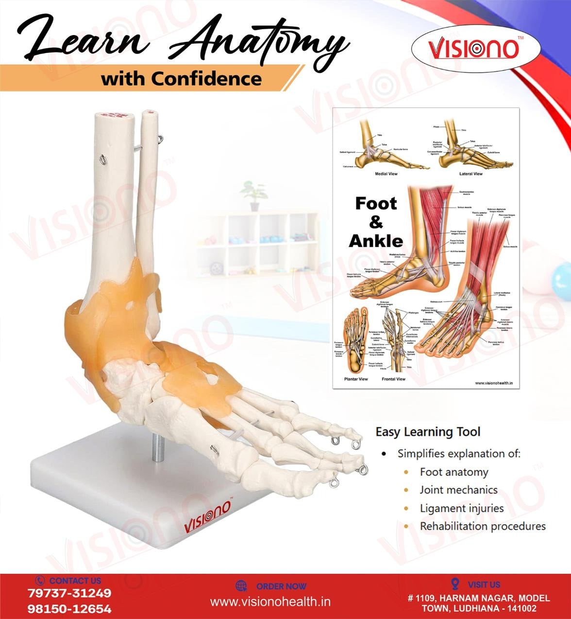 Ankle Joint