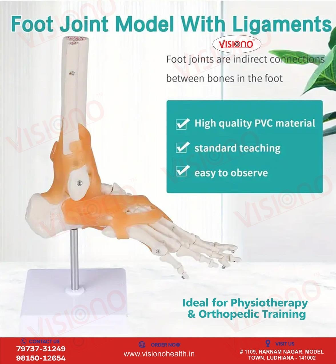 Ankle Joint